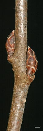 buckthorn twig