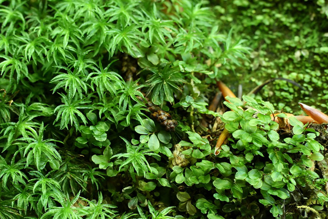 Rhizomnium and Atrichum