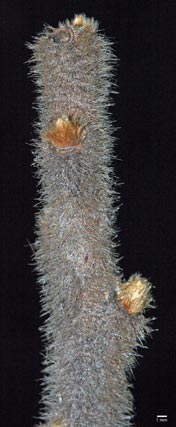 staghorn sumac twig