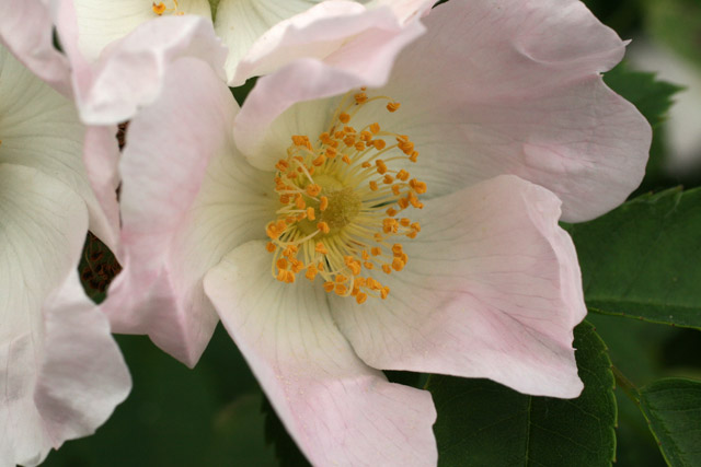 Rosa canina