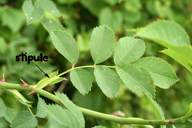 Rosa canina leaf