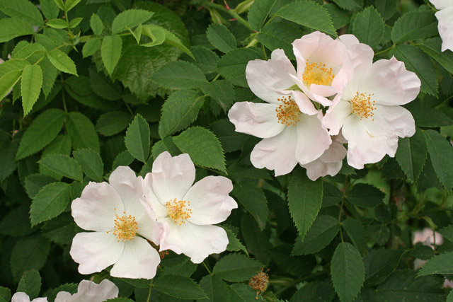 Rosa canina