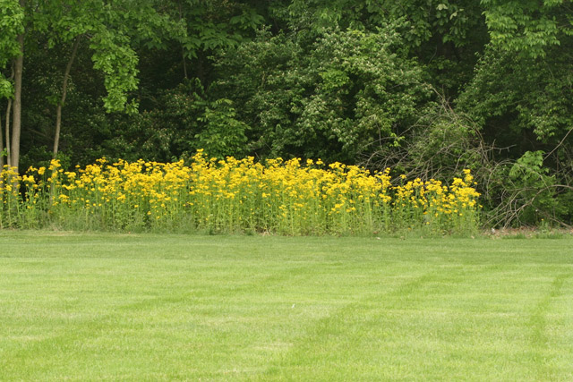 butterweed far away