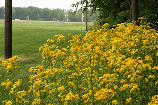 butterweed at edge