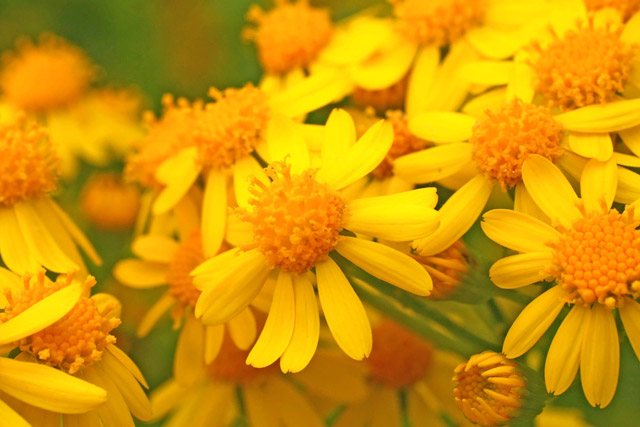 butterweed capitulum