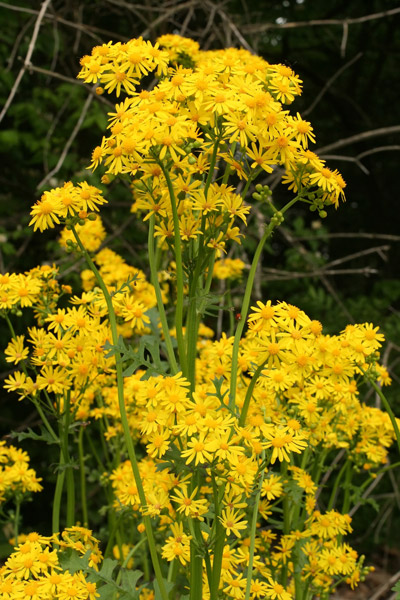 butterweed