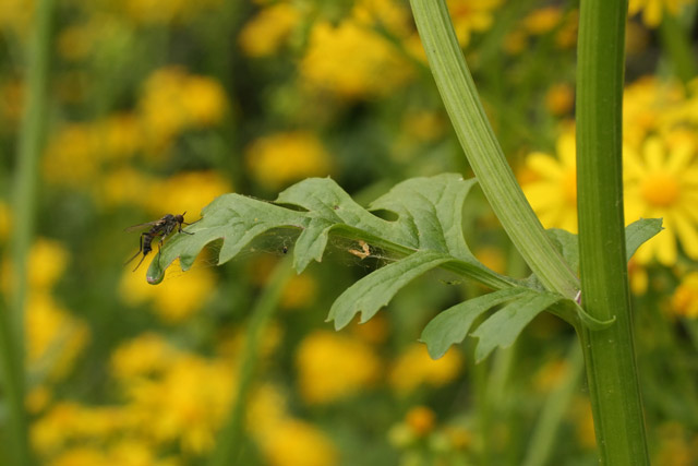 butterweed leaf