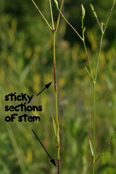 catchfly stem