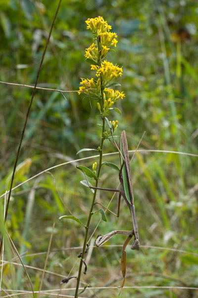 Grey goldenrod