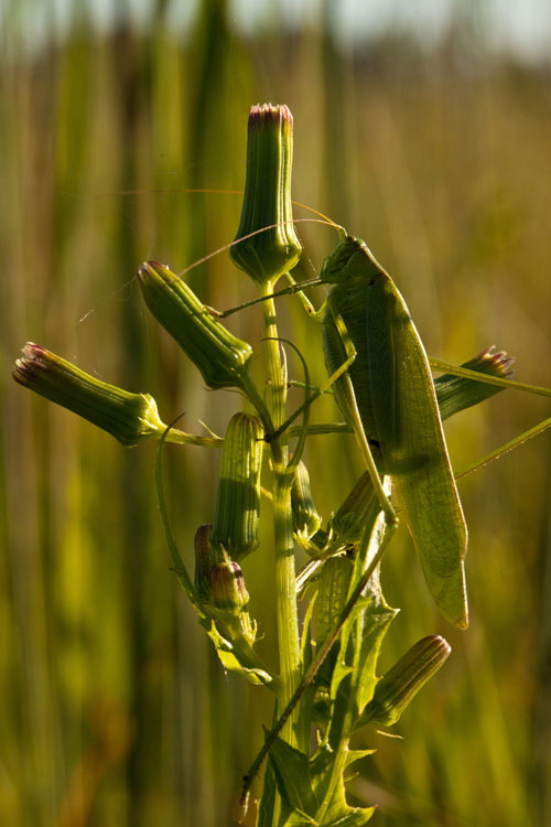 American fireweed with bush katydid