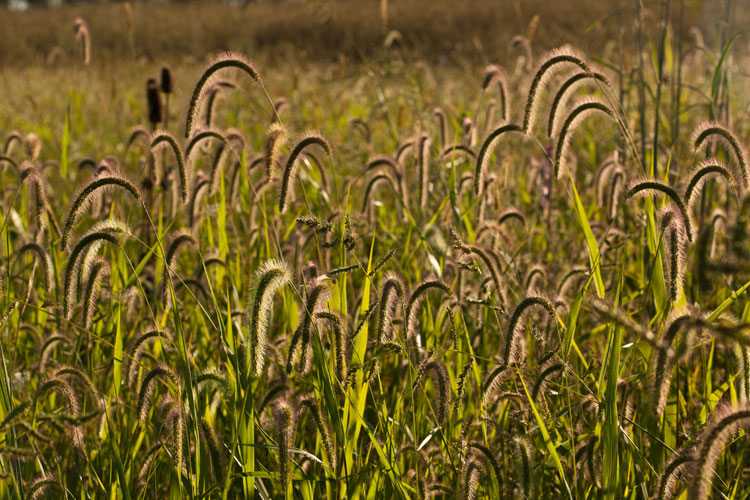 giant foxtail grass