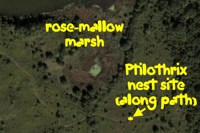 Ptilothrix nest site at Stage's Pond