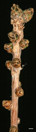 baldcypress twig