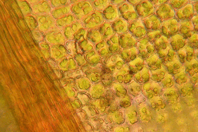 Tortulas pagorum papllae