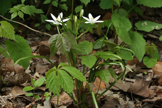 poison-ivy and Virginia creeper