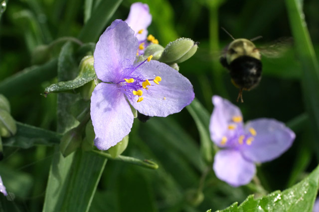 Tradescantia ohioensis