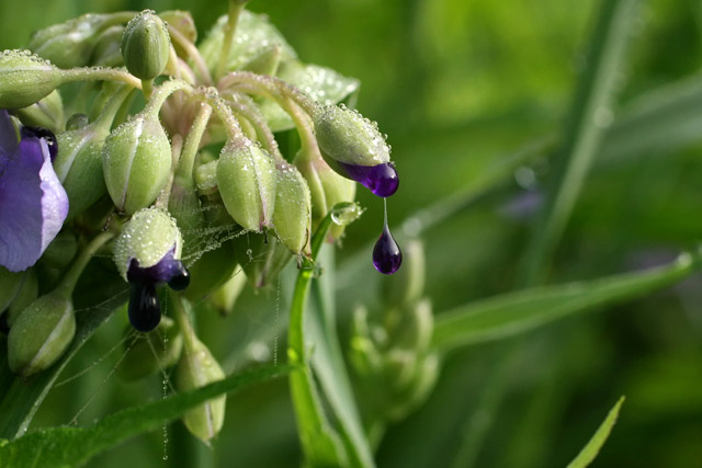 Spuiderwort dripping