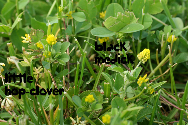 hop-clover and black medick