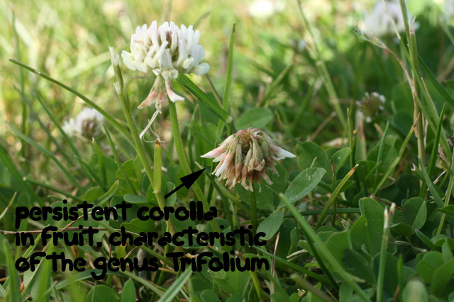 white clover fruiting