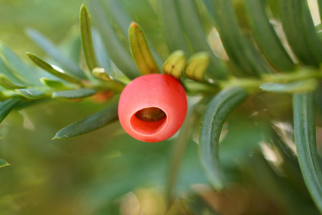 yew seed