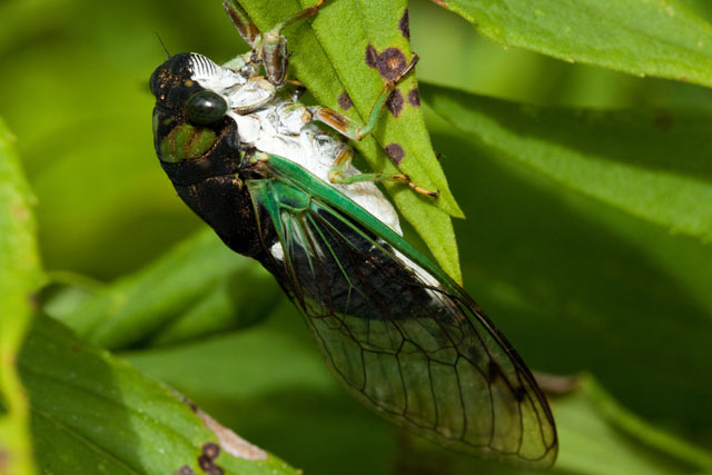swamp cicada