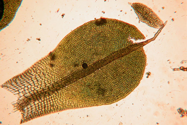Tortula pagorum leaf