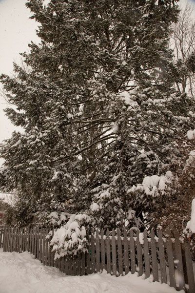 eastern hemlock tree