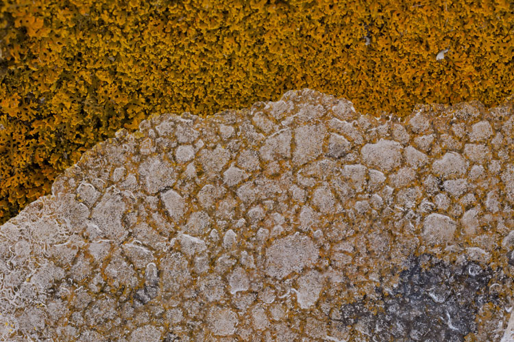 Xanthomendoza fallax