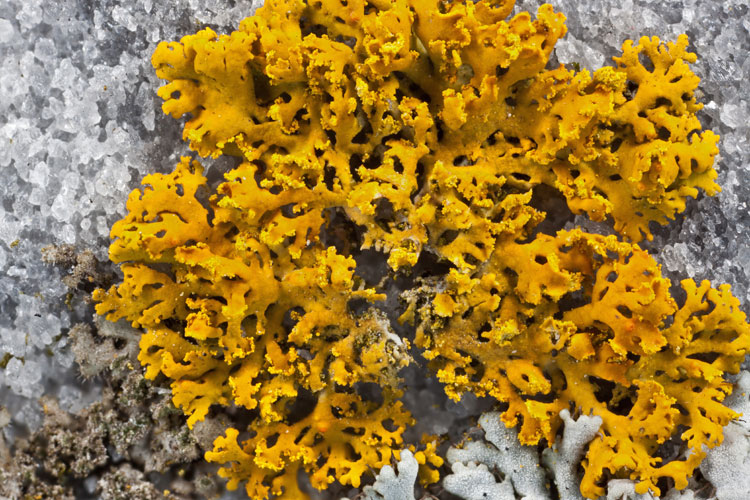 Xanthomendoza fallax
