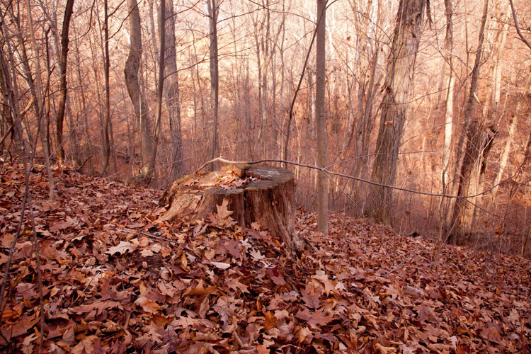 Xylobolus-frustulatus-habitat