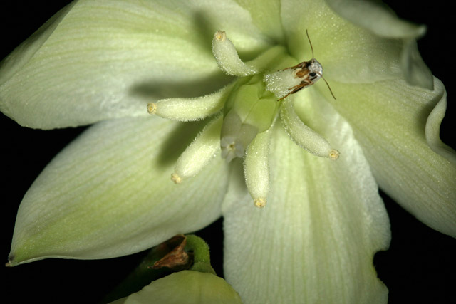 yucca moth gathering pollen