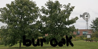 bur oak