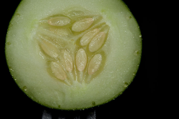 cucumber showing parietal placentation
