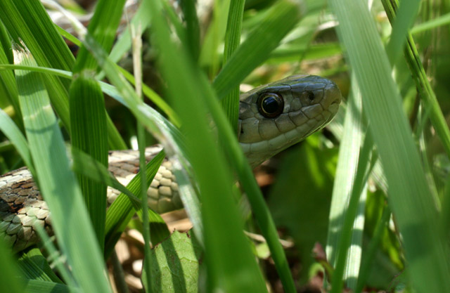 gartersnake17May08.jpg