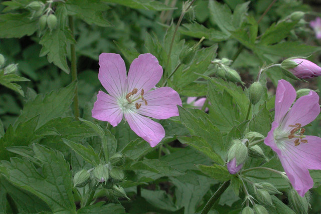 wild geranium