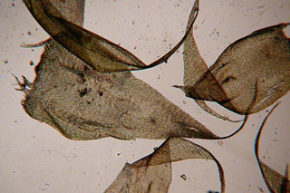 Hypnum imponens leaves