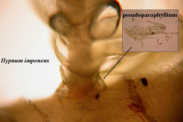 pseudoparaphyllia