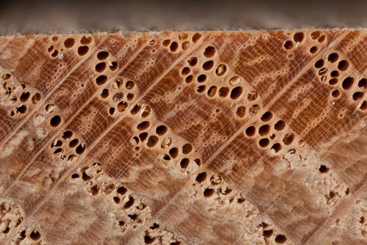 red oak wood