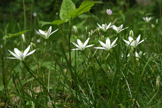 oRNITHOGALUM UMBELLATUM