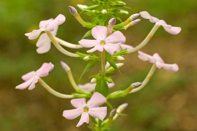 spotted phlox