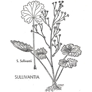 Sullivantia illustration