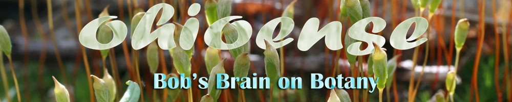 Bob's Brain on Botany