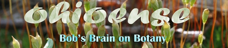 Bob's Brain on Botany