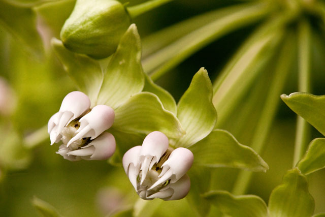 poke milkweed flower