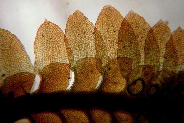 Diplophylum apiculatum