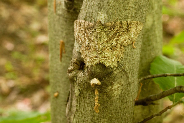 beech tree hiding beneath moth
