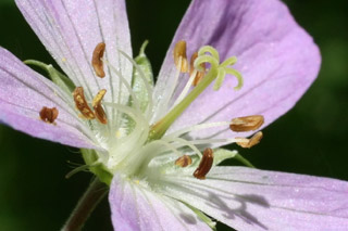 wild geranium female pahse