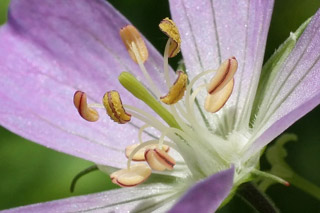 wild geranium male pahse