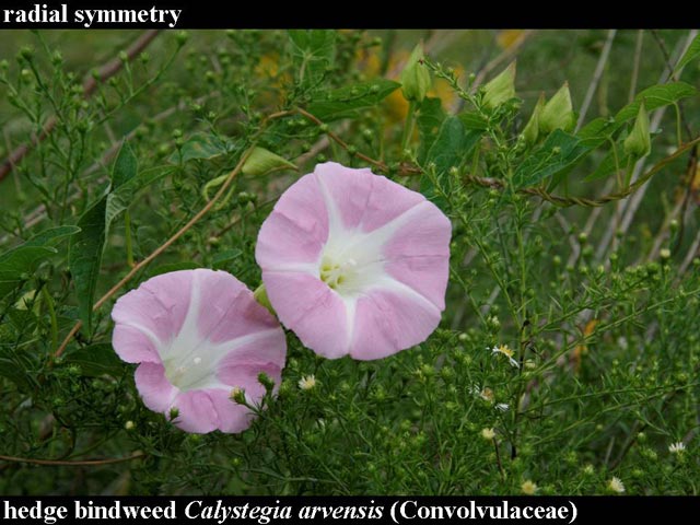 bindweed