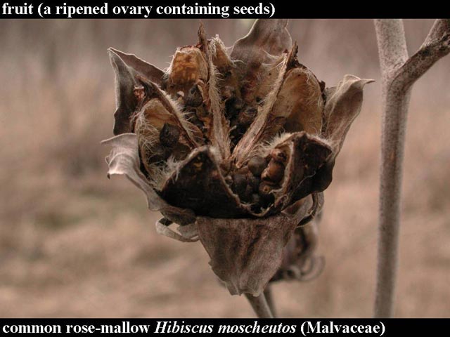 rose-mallow fruit